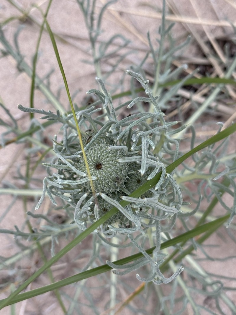 Sand Dune Thistle photo 3