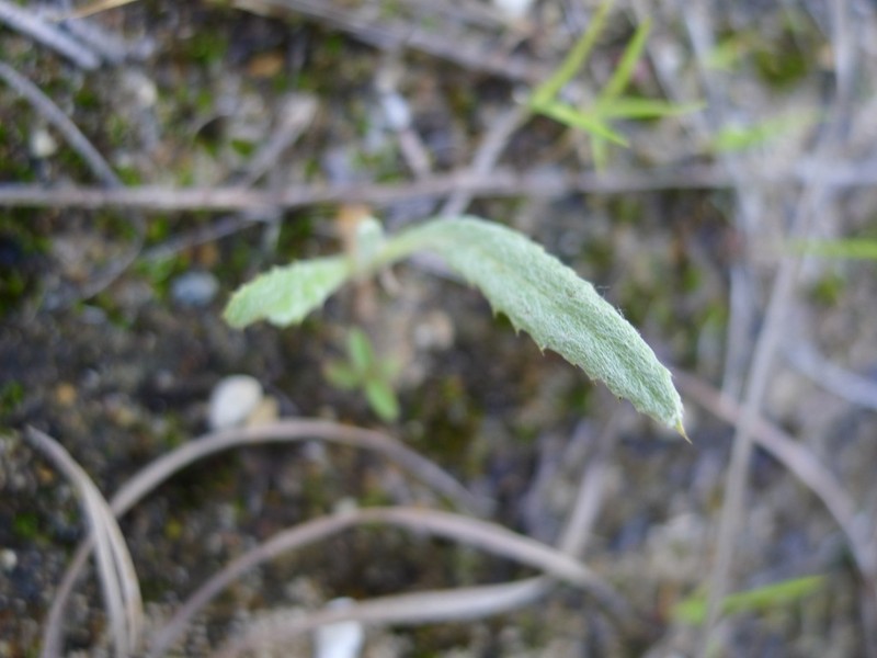 Sand Dune Thistle photo 4