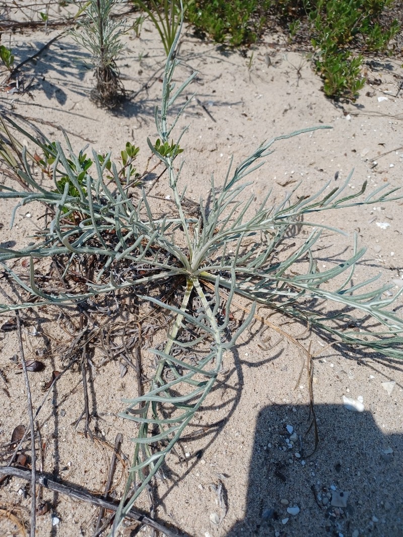Sand Dune Thistle photo 5