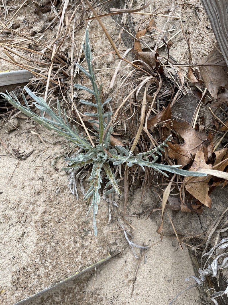 Sand Dune Thistle photo 6