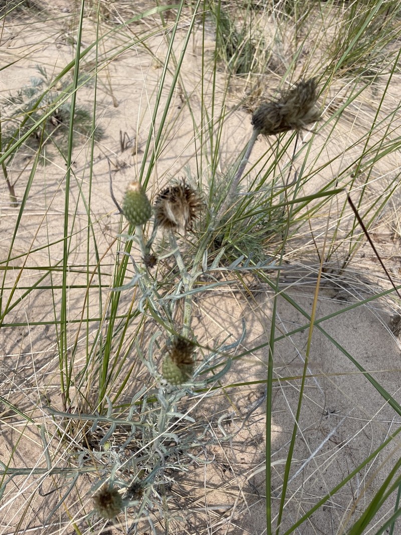 Sand Dune Thistle photo 7