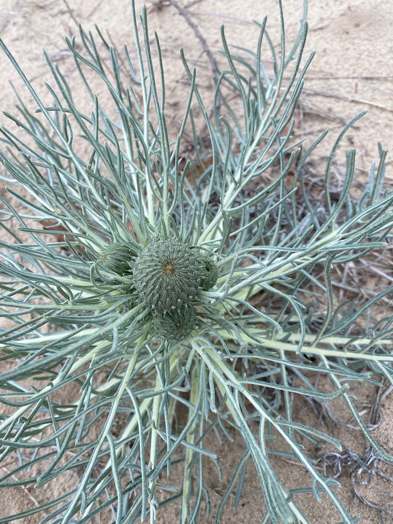Sand Dune Thistle photo 8