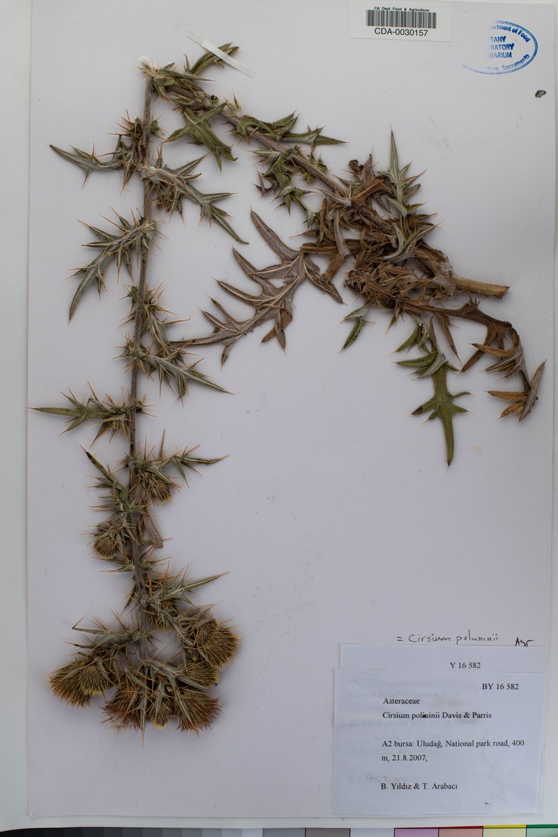 Cirsium poluninii