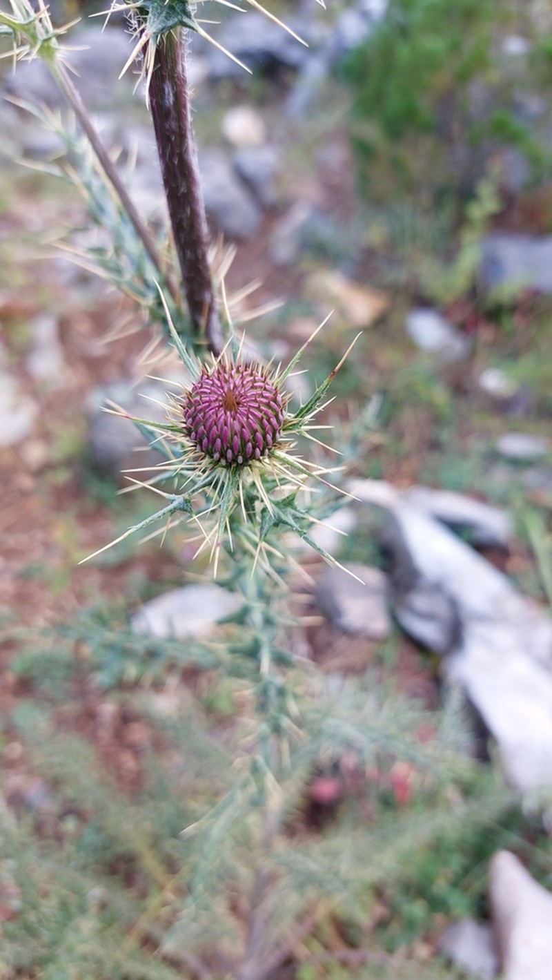 Cirsium pringlei