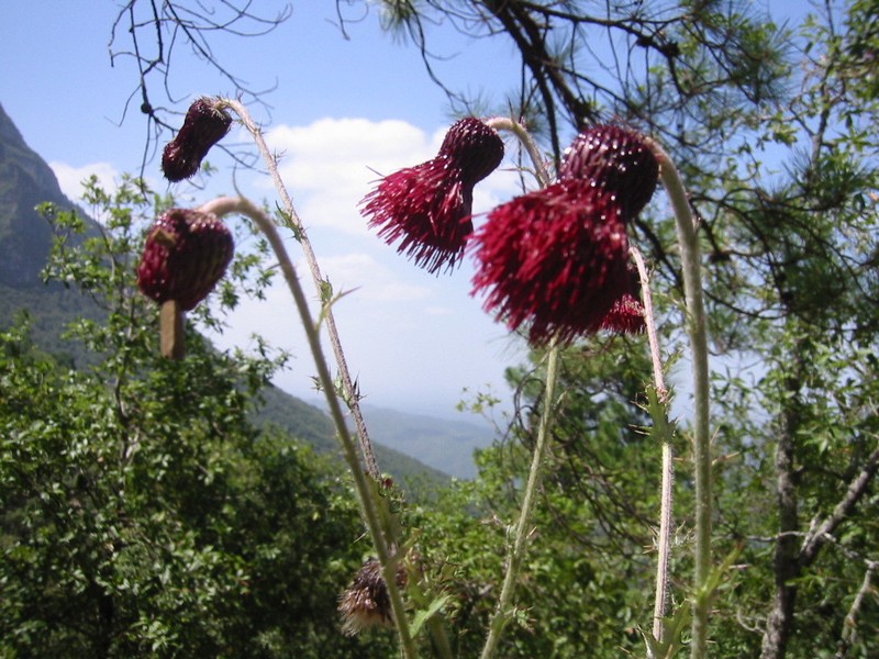 Cirsium pringlei photo 2