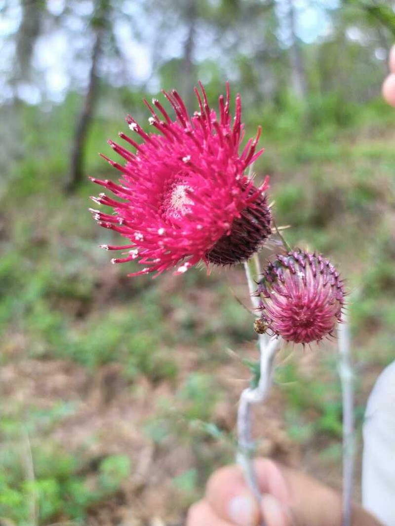 Cirsium pringlei photo 3