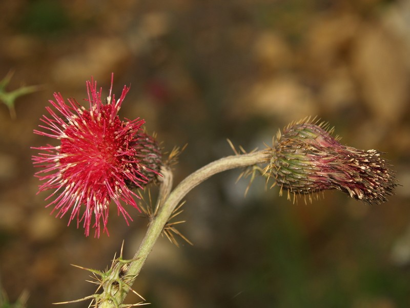 Cirsium pringlei photo 4