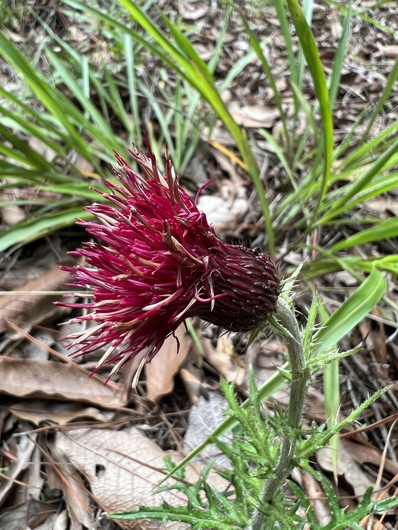 Cirsium pringlei photo 5