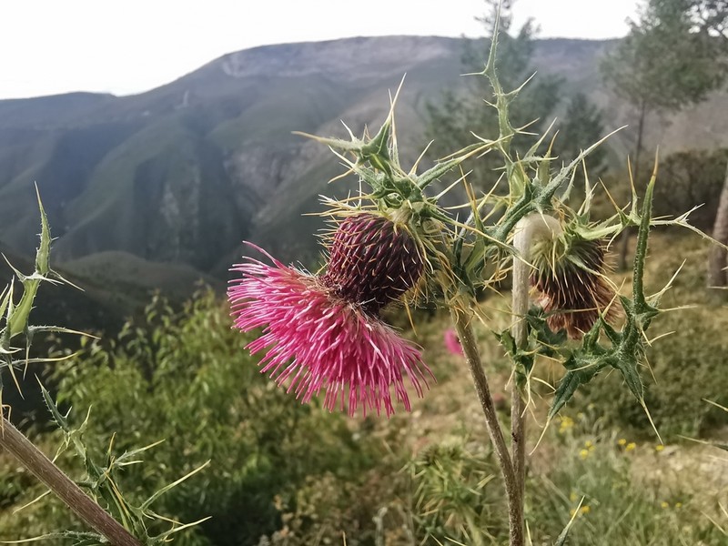 Cirsium pringlei photo 6