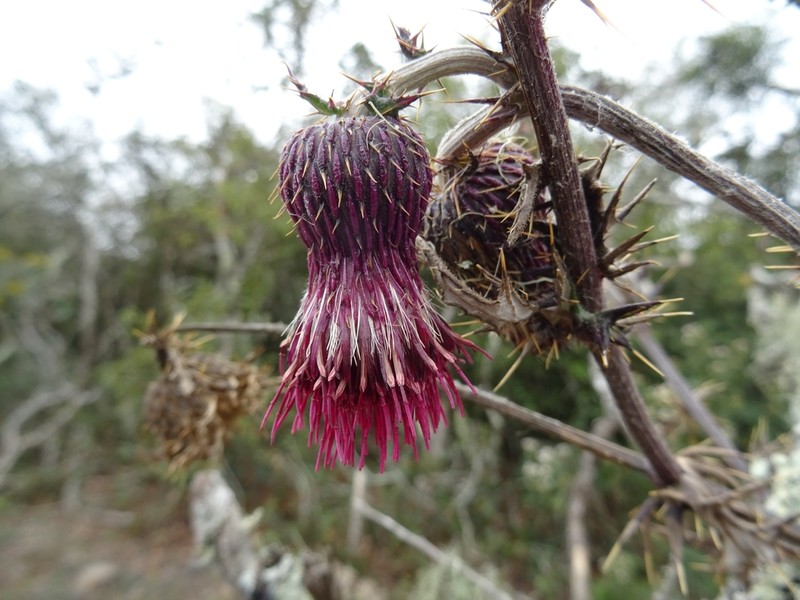 Cirsium pringlei photo 7