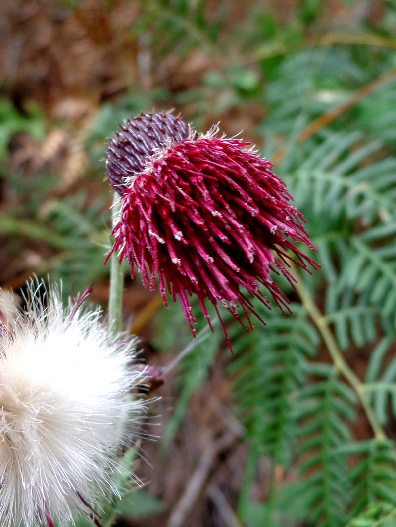 Cirsium pringlei photo 8