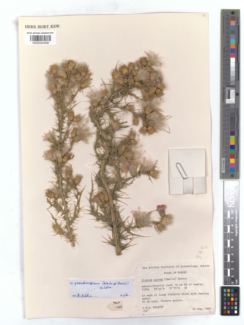 Cirsium pseudobracteosum