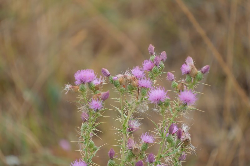Cirsium pseudocreticum