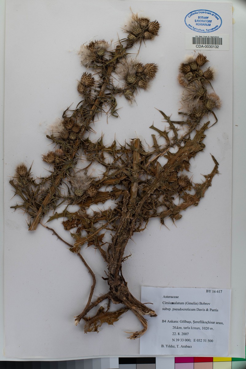 Cirsium pseudocreticum photo 3