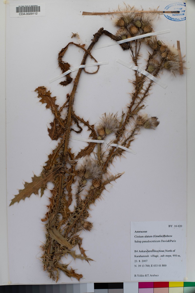 Cirsium pseudocreticum photo 4