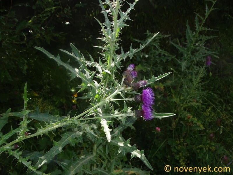 Cirsium pseudopersonata