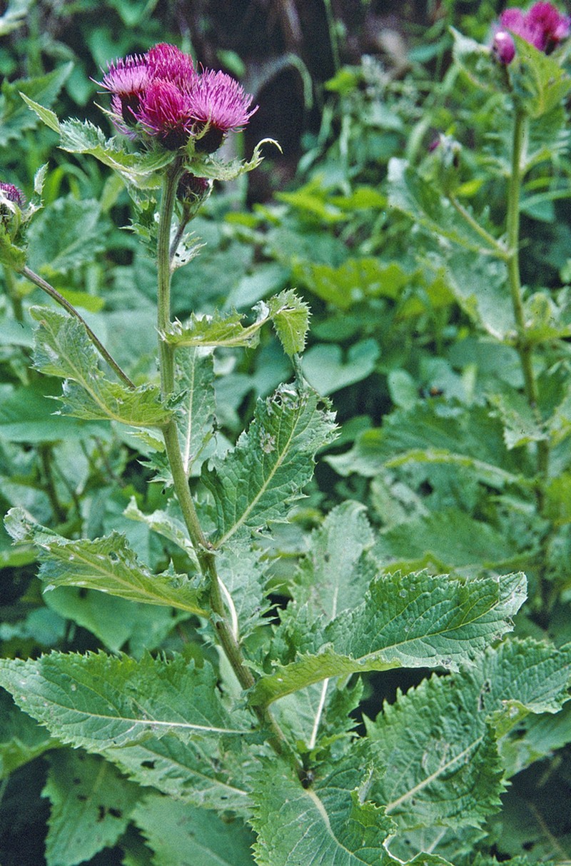 Cirsium pseudopersonata photo 2