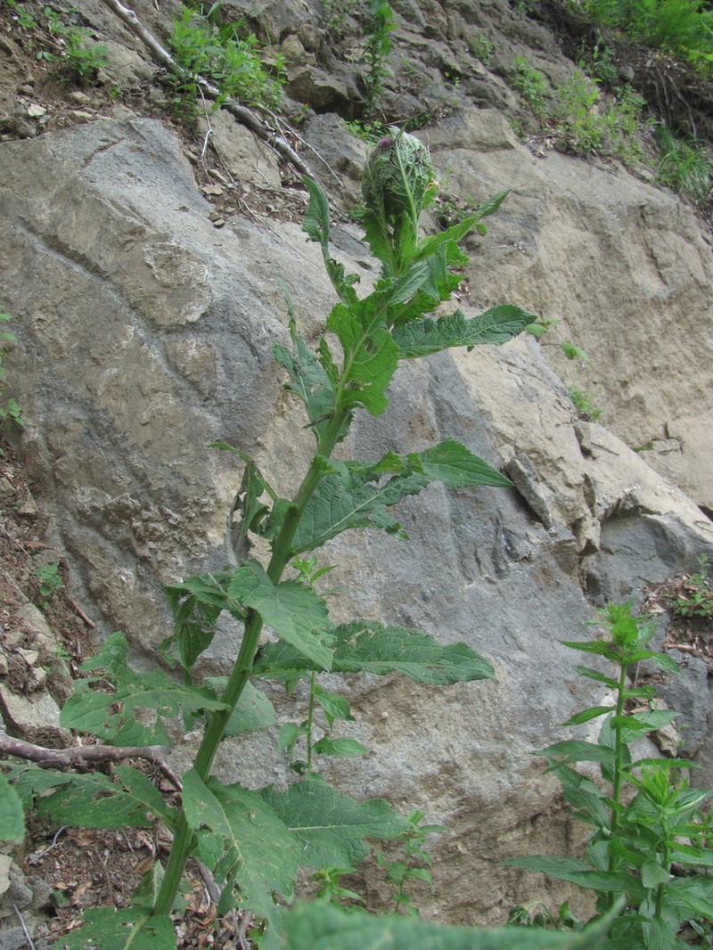 Cirsium pseudopersonata photo 3