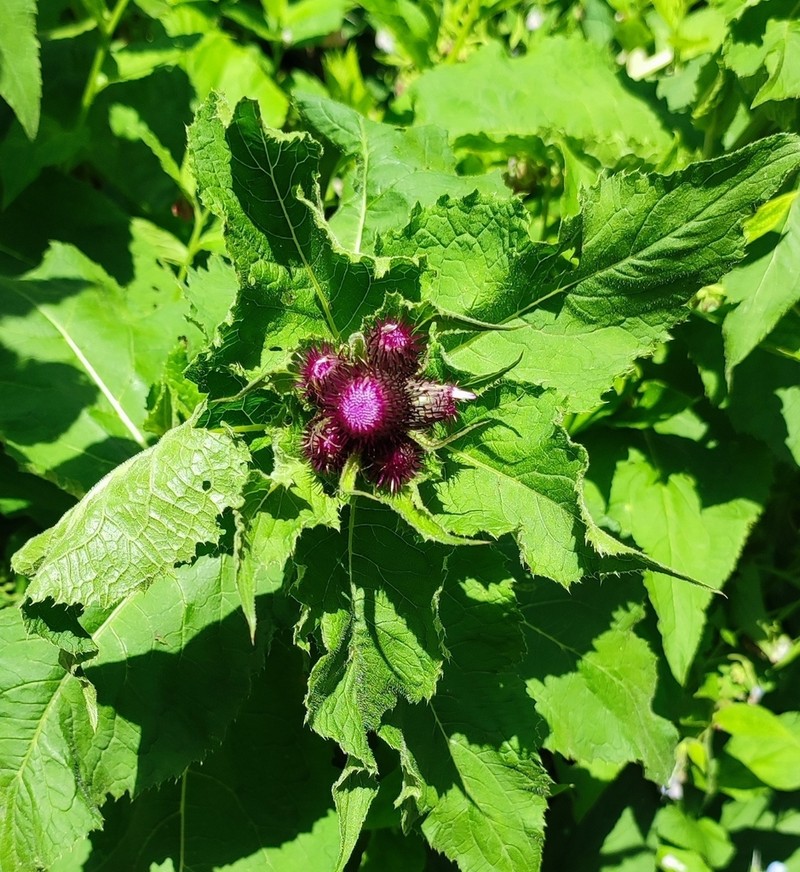 Cirsium pseudopersonata photo 4