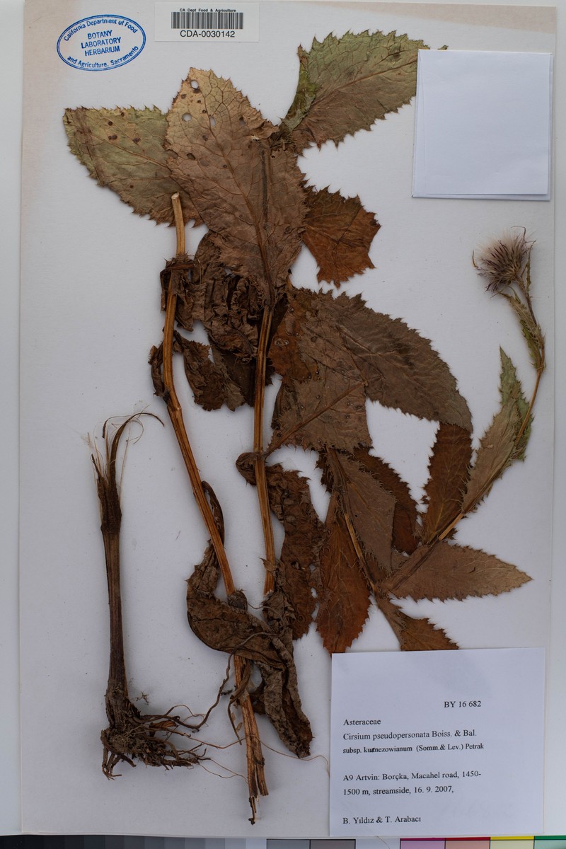 Cirsium pseudopersonata photo 6