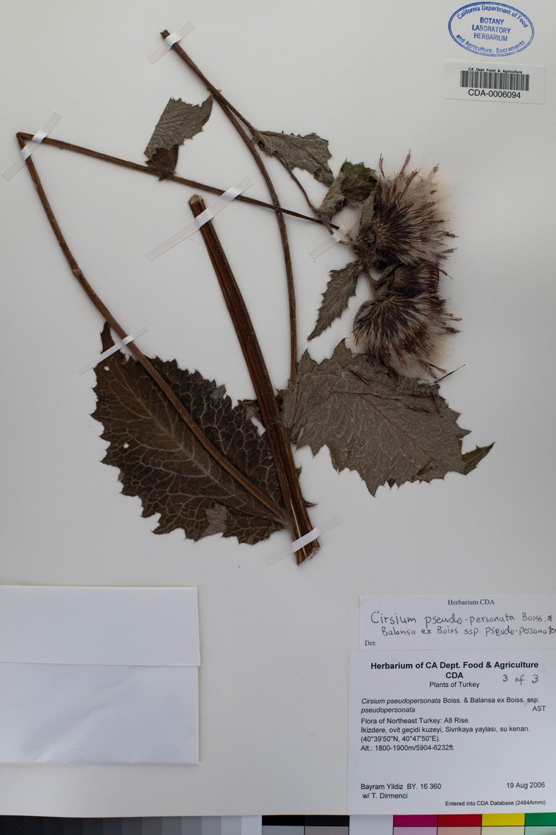 Cirsium pseudopersonata subsp. pseudopersonata