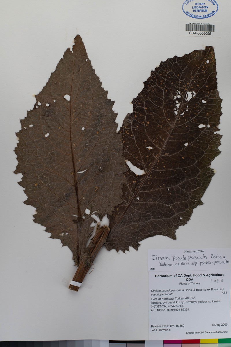 Cirsium pseudopersonata subsp. pseudopersonata photo 2