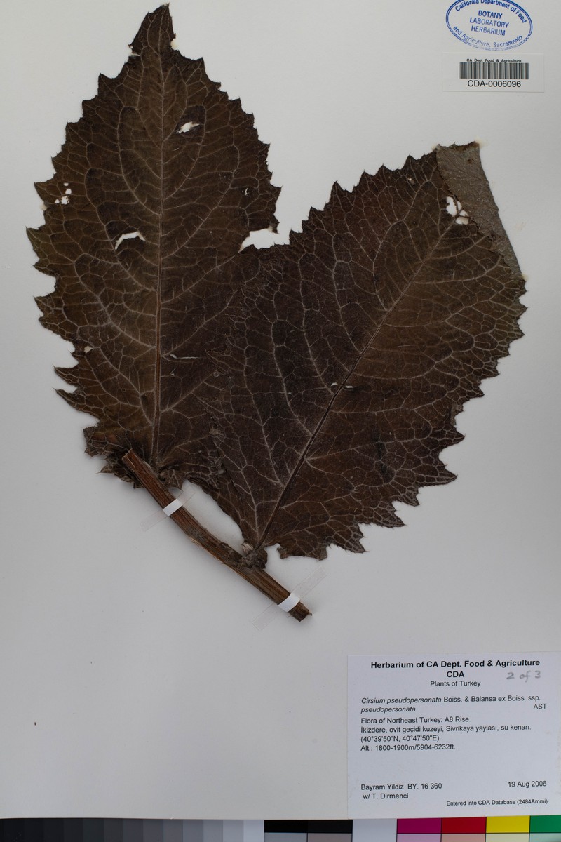 Cirsium pseudopersonata subsp. pseudopersonata photo 3