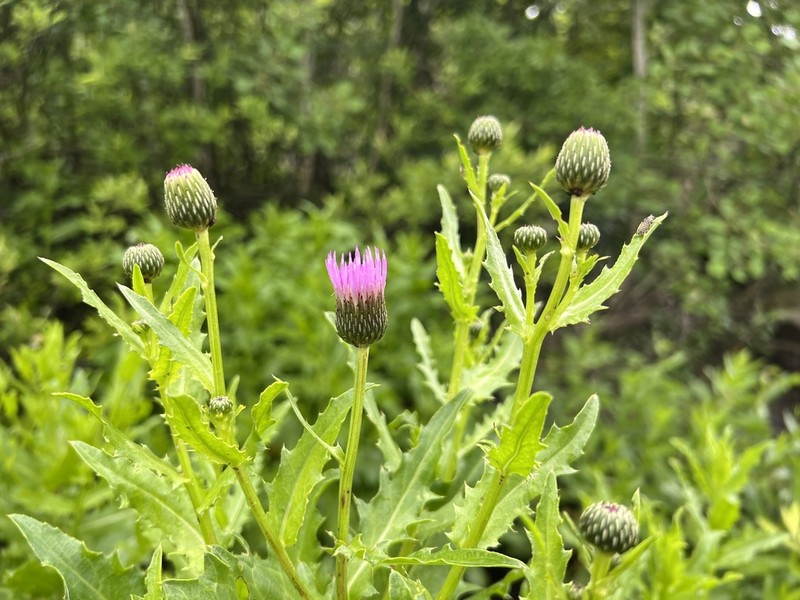 Cirsium pubigerum