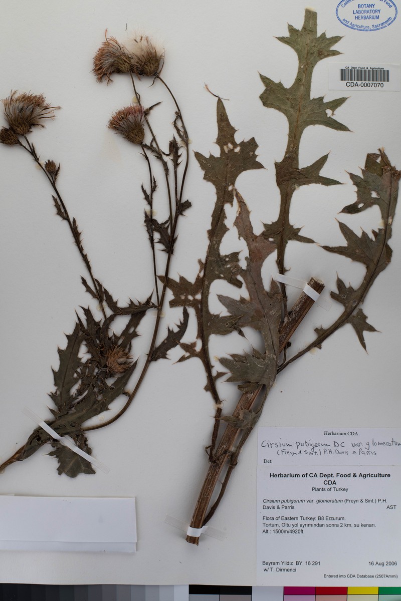 Cirsium pubigerum photo 2