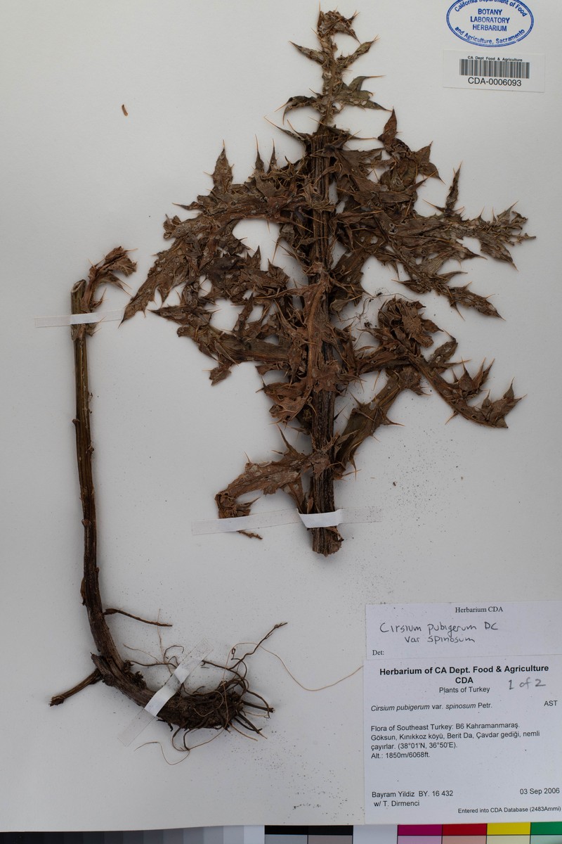 Cirsium pubigerum var. spinosum