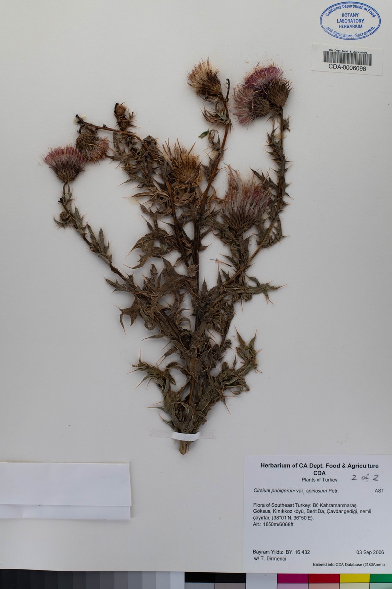 Cirsium pubigerum var. spinosum photo 2