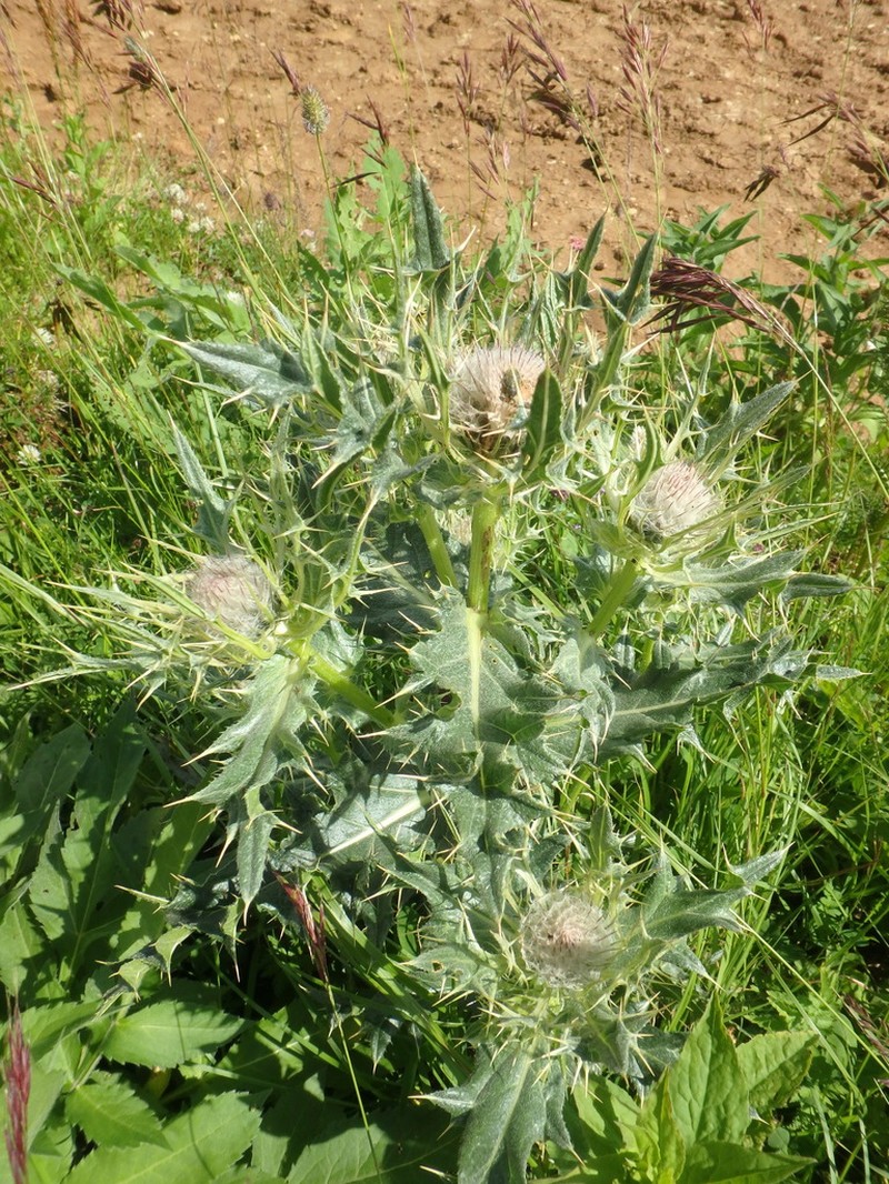 Cirsium pugnax