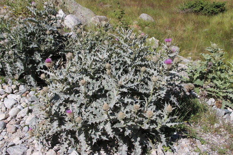 Cirsium pugnax photo 2