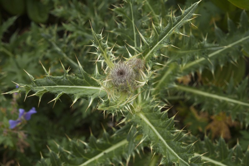 Cirsium pugnax photo 3