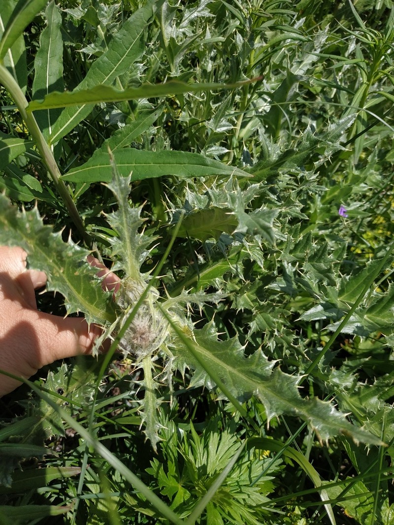 Cirsium pugnax photo 4
