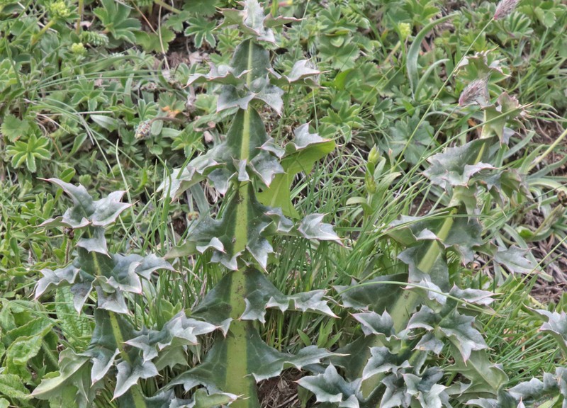 Cirsium pugnax photo 5