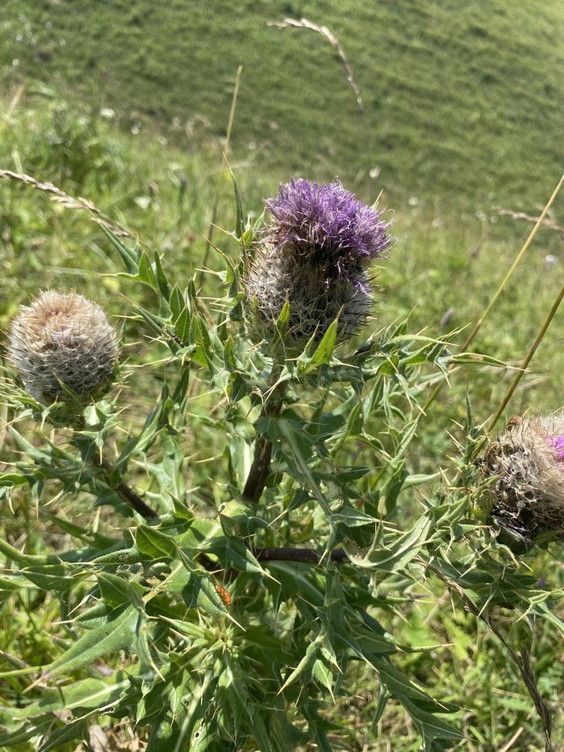 Cirsium pugnax photo 6