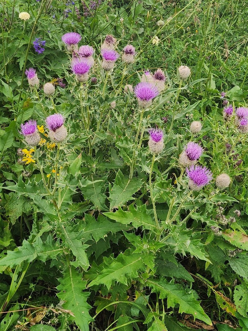 Cirsium pugnax photo 7