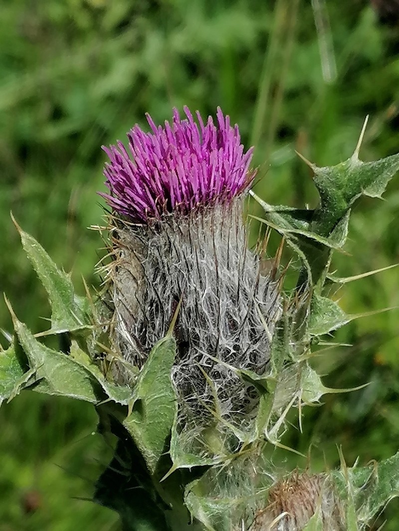 Cirsium pugnax photo 8