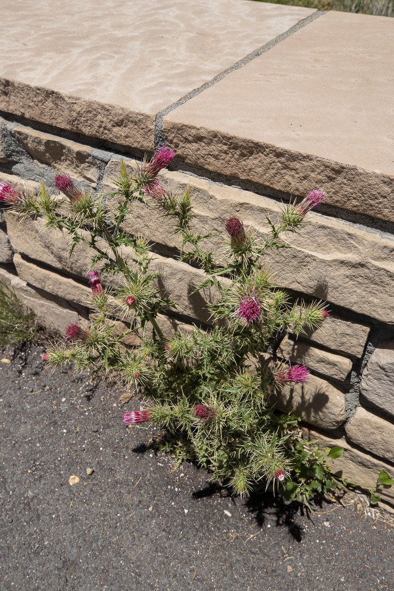 Cirsium pulchellum