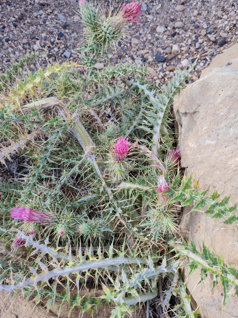 Cirsium pulchellum photo 2