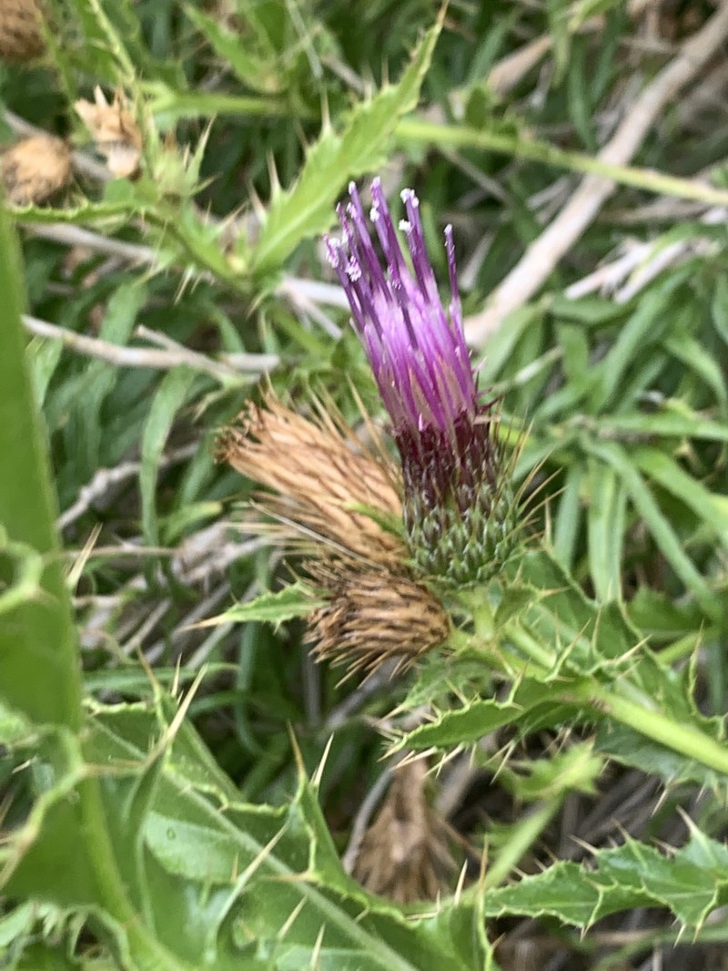 Cirsium pulchellum photo 3