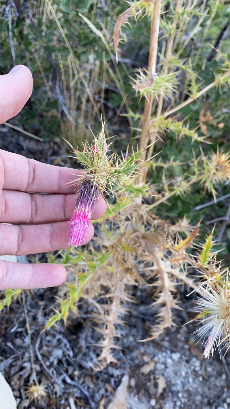 Cirsium pulchellum photo 4