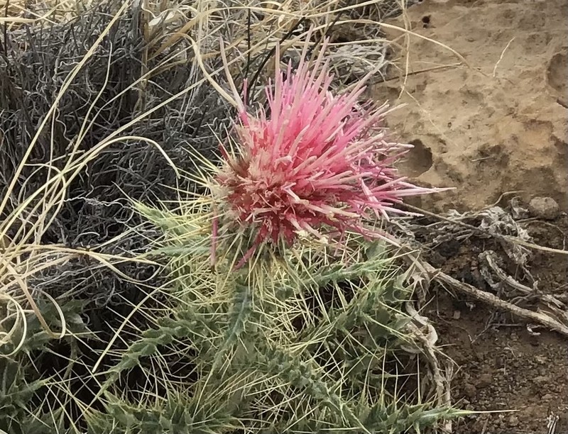 Cirsium pulchellum photo 5