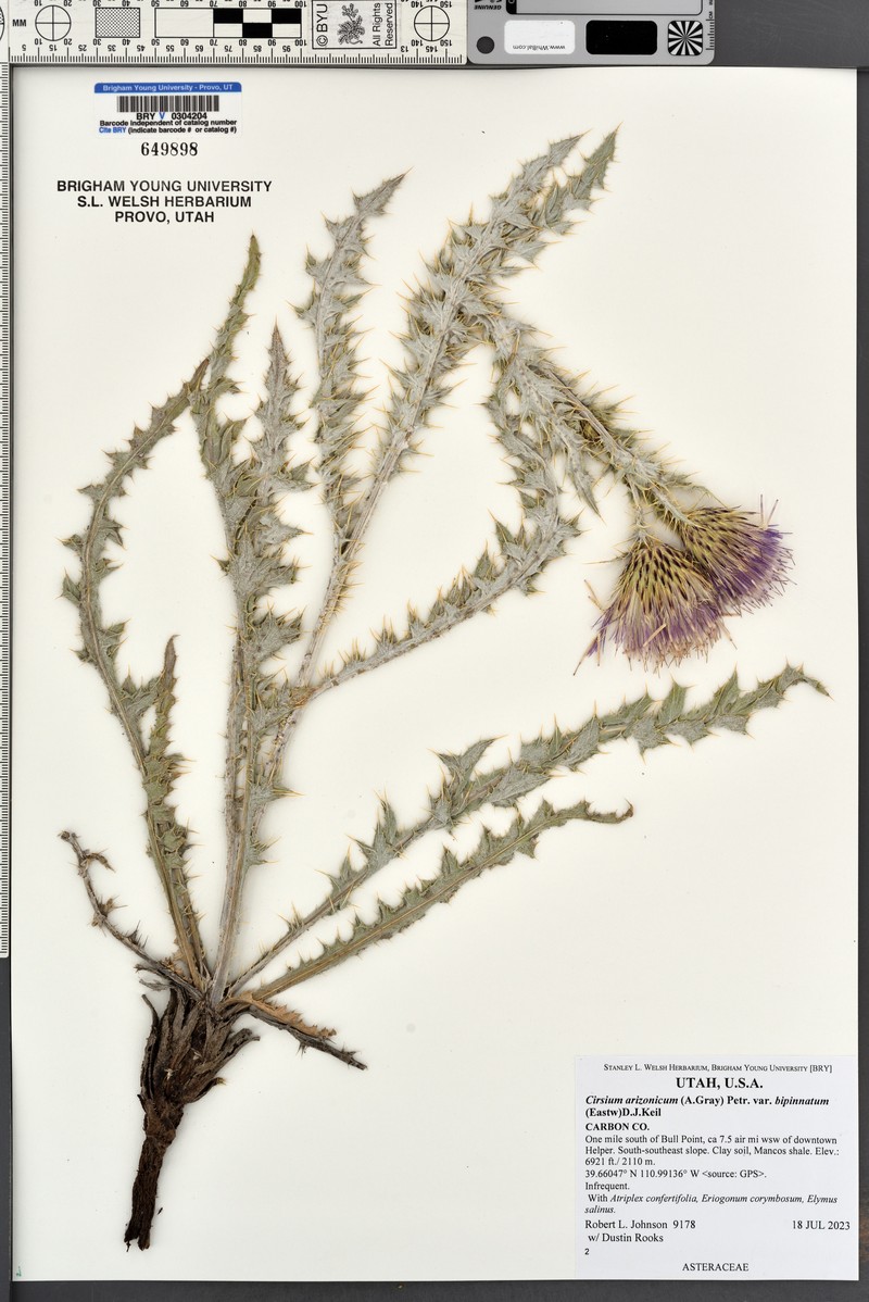 Cirsium pulchellum photo 6