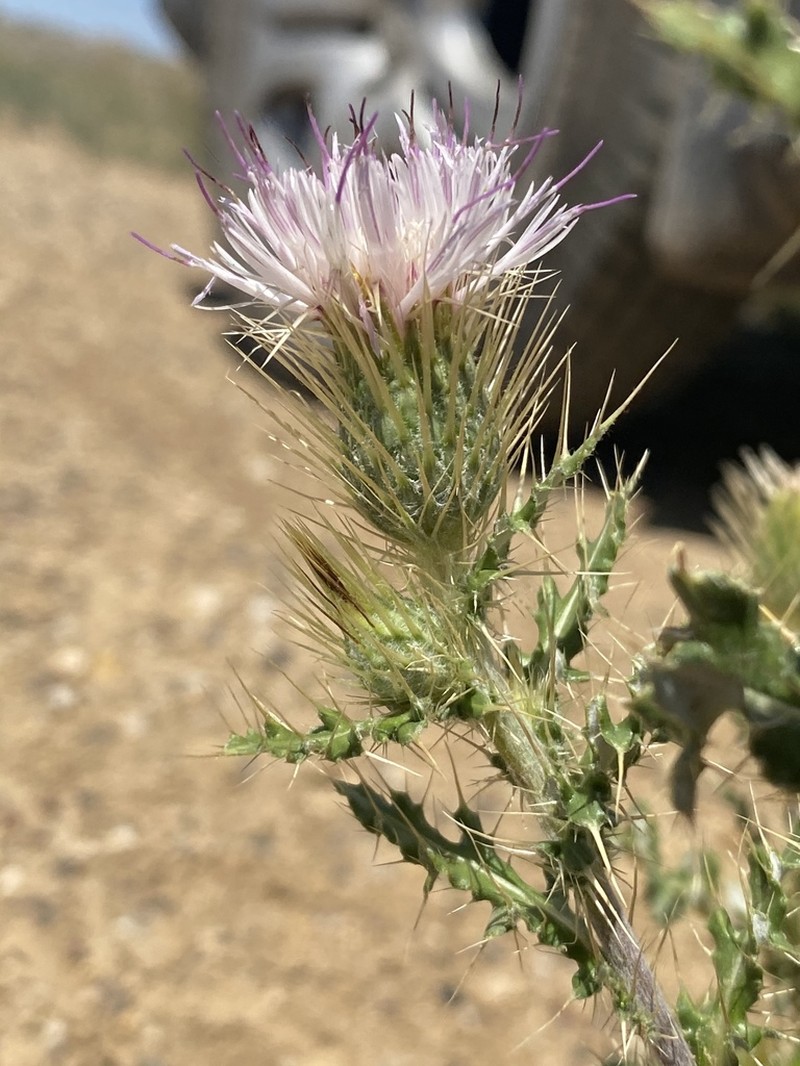 Wyoming Thistle