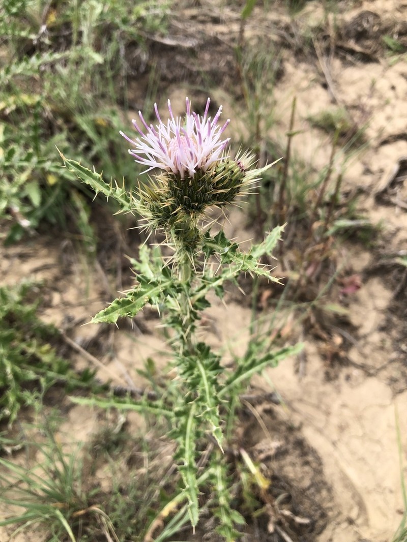 Wyoming Thistle photo 3