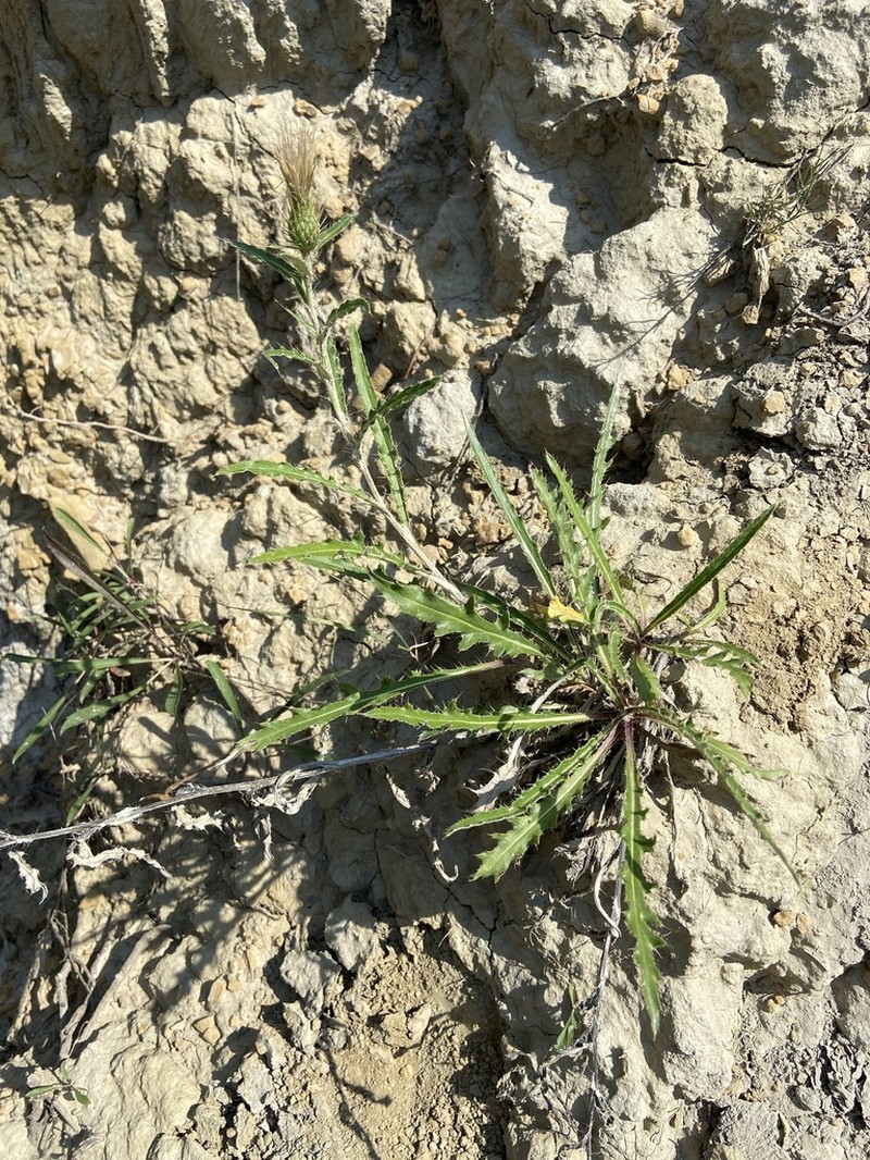 Wyoming Thistle photo 4