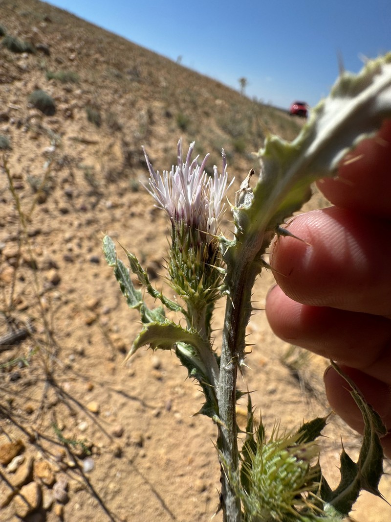 Wyoming Thistle photo 5