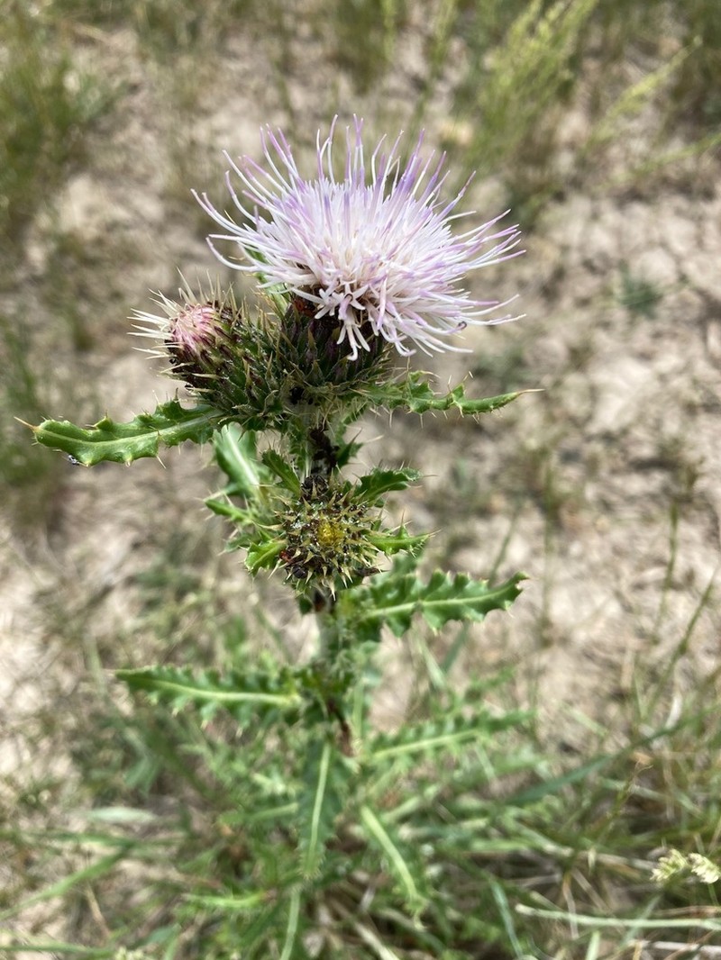 Wyoming Thistle photo 6